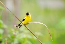 Close-up Of Goldfinch Perching On Stem