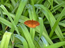 Orange Butterfly Sitting On Green Leaf