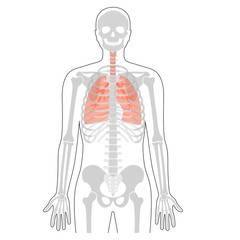 Poster - Human skeleton anatomy.