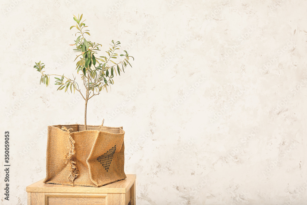Green houseplant on table against light background
