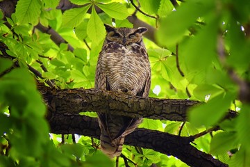 owl closeup, great horned owl, bubo virginianus in a chestnut tree with big eyes blinking and winkin