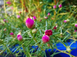 pink tulips in spring