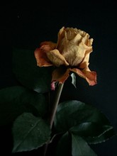 Close-up Of Dry Rose Over Black Background