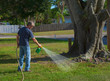 © Michael O'Keene - Homeowner man spraying weed killer on his front yard with a hose attachment full of chemicals that kills weeds and fertilizes the grass.