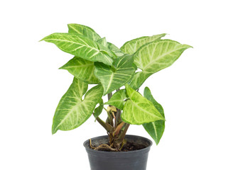 Wall Mural - Fresh green arrowhead vine plant (Syngonium podophyllum) in black pot isolated on white background