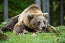 Close-up Sleep Brown Bear Portrait. Danger Animal In Nature Habitat