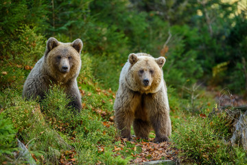 Wall Mural - two big brown bear in the forest. dangerous animal in natural habitat. wildlife scene
