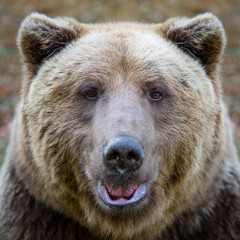 Wall Mural - close-up sleep brown bear portrait. danger animal in nature habitat