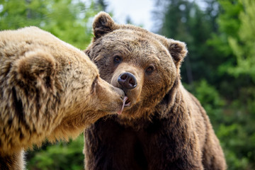 Wall Mural - close-up sleep brown bear portrait. danger animal in nature habitat