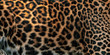 Leopard skin texture for background (real fur)