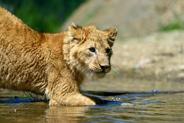 Wall Mural - lion cub in water. animal wild predators in natural environment