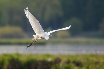 Wall Mural - White heron, Great Egret, fly on the lake background. Water bird in the nature habitat