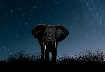 Canvas Print - Black and white Elephant among the stars