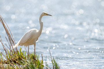 Wall Mural - White heron, Great Egret, standing on the lake. Water bird in the nature habitat