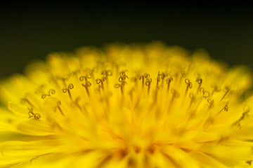 Bright yellow flower and its individual elements (stamens) in close-up focus. Dandelion in macro mode.