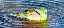 Parrot Bathing In Water