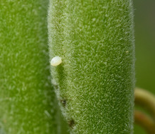 Closeup Of A Small White Egg Laid By A Monarch Butterfly (Danaus Plexippus) On The Seed Pod Of A Milkweed Plant. Copy Space. Macro.