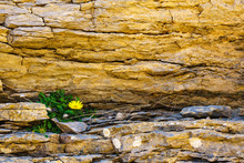 Yellow Flowers Growing On Rock Cliff