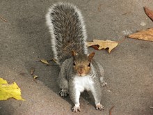 Portrait Of Eastern Gray Squirrel With Leaves On Road