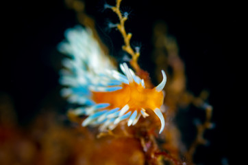 Wall Mural - The nudibranch Trinchesia ornata from Sea of Japan, North Prin\morye, Russia.