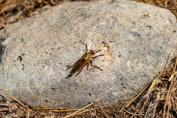 a small grasshopper in the mountains