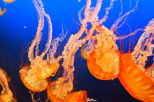 Orange Jellyfishes Swimming In Blue Sea