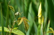 Gelbe Sumpfschwertlilie im Mai