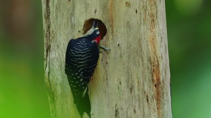 Wall Mural - Black-cheeked Woodpecker - Melanerpes pucherani resident breeding bird from southeastern Mexico south to western Ecuador. Woodpecker is making nesting hole by the pecking to the wood trunk.