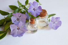 Vinca Minor Essential Oil (extract, Remedy) Bottle With Fresh Vinca Minor Flowers On White Background