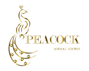 Wall Mural - Peacock line art vector eps 10