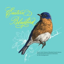 Retro Style Hand-drawn Eastern Bluebird Vector Illustration With Botanical Decorative Elements.