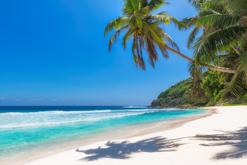 Caribbean beach with white sand and coco palms. Summer vacation and tropical beach concept