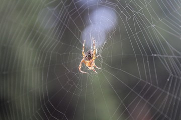 Spider waiting on the prowl in his spider web