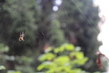 Spider waiting on the prowl in his spider web
