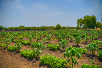 Wall Mural - indian farming papaya field , small papaya plants