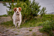 © Volker Strauss - Happy Dog