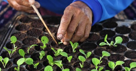 Wall Mural - Farmer or agriculturist put the young of tobacco tree in black plastic seedling tray