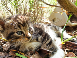 Sticker - joli chaton jouant dans un jardin