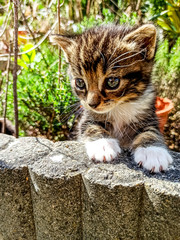 Sticker - joli chaton jouant dans un jardin