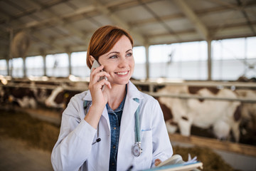 Wall Mural - Woman veterinary doctor working on diary farm, agriculture industry.