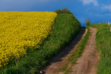 Yellow rape field with blue sky