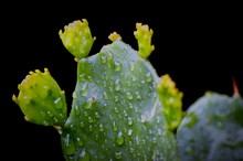 Close-up Of Fresh Green Succulent Plant Against Black Background