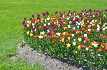 Wall Mural - Flowerbed of blooming tulips.