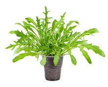 Arugula Grows In Pot, Isolated On White Background, Clipping Path, Full Depth Of Field