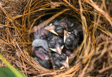 Blurry Squabs The Emerging Dark And Sharp Tail Feathering On The Wings In The Branches Of The Nest At Rim Top Of  The Tree.Blur Squab Chick Birds 5 Days Old Yellow Lip In The Nest In The Forest.