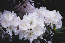 White And Pink Rhododendron Flowers With Bee