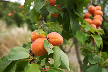 Prunus armeniaca