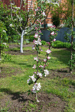 Flowering Of The Columnar Apple Tree