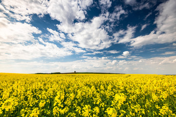 Wall Mural - Rape Fields and Blue Sky with Clouds. Rapeseed Plantation Blooming