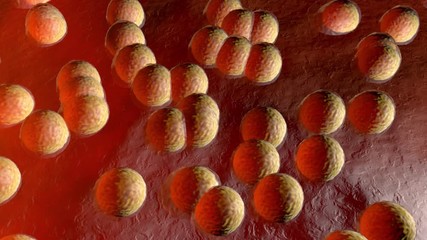 Wall Mural - Fat cells in human tissue. 3d rendered animation.